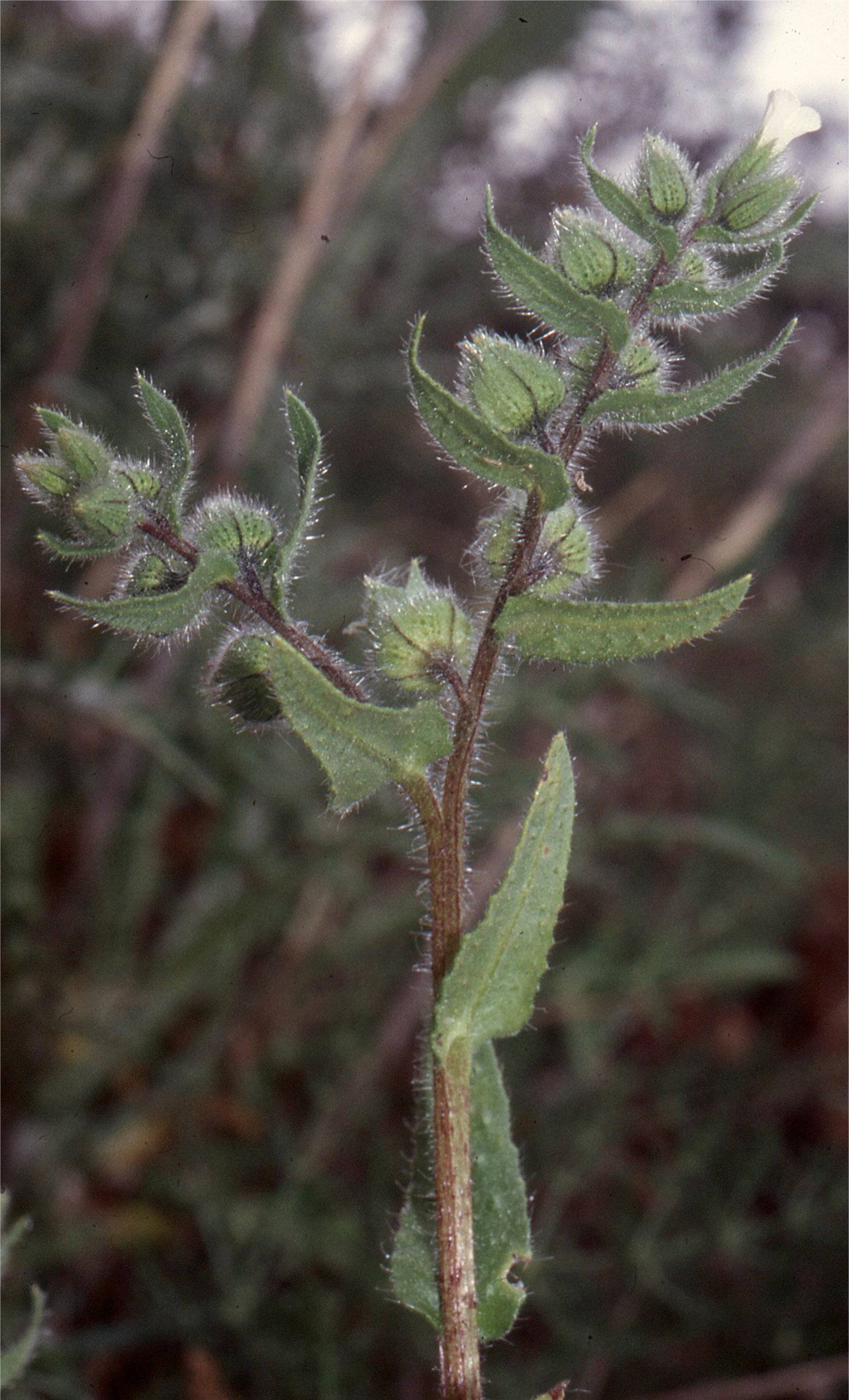 nonnea echioides