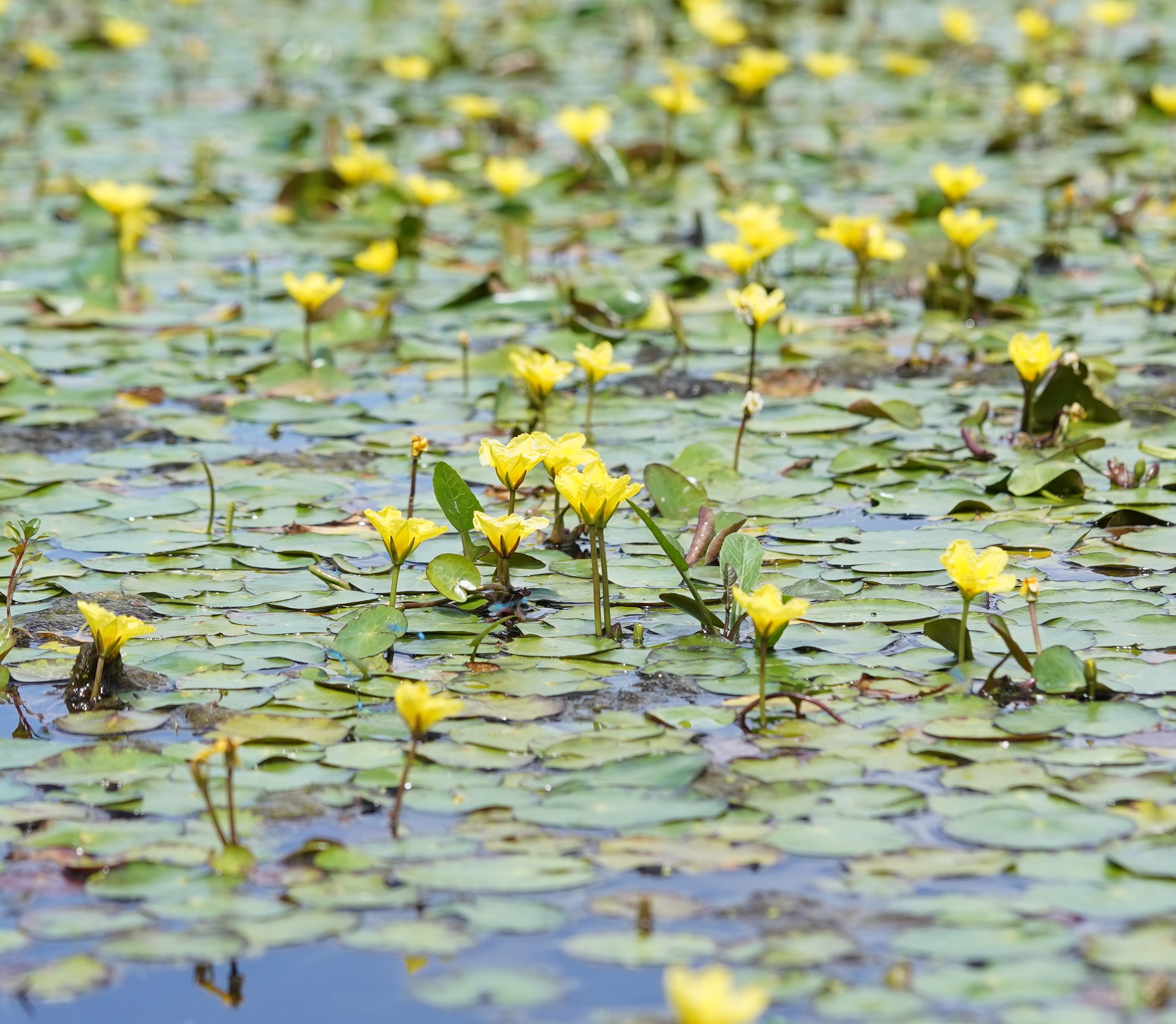 Nymphoides peltata