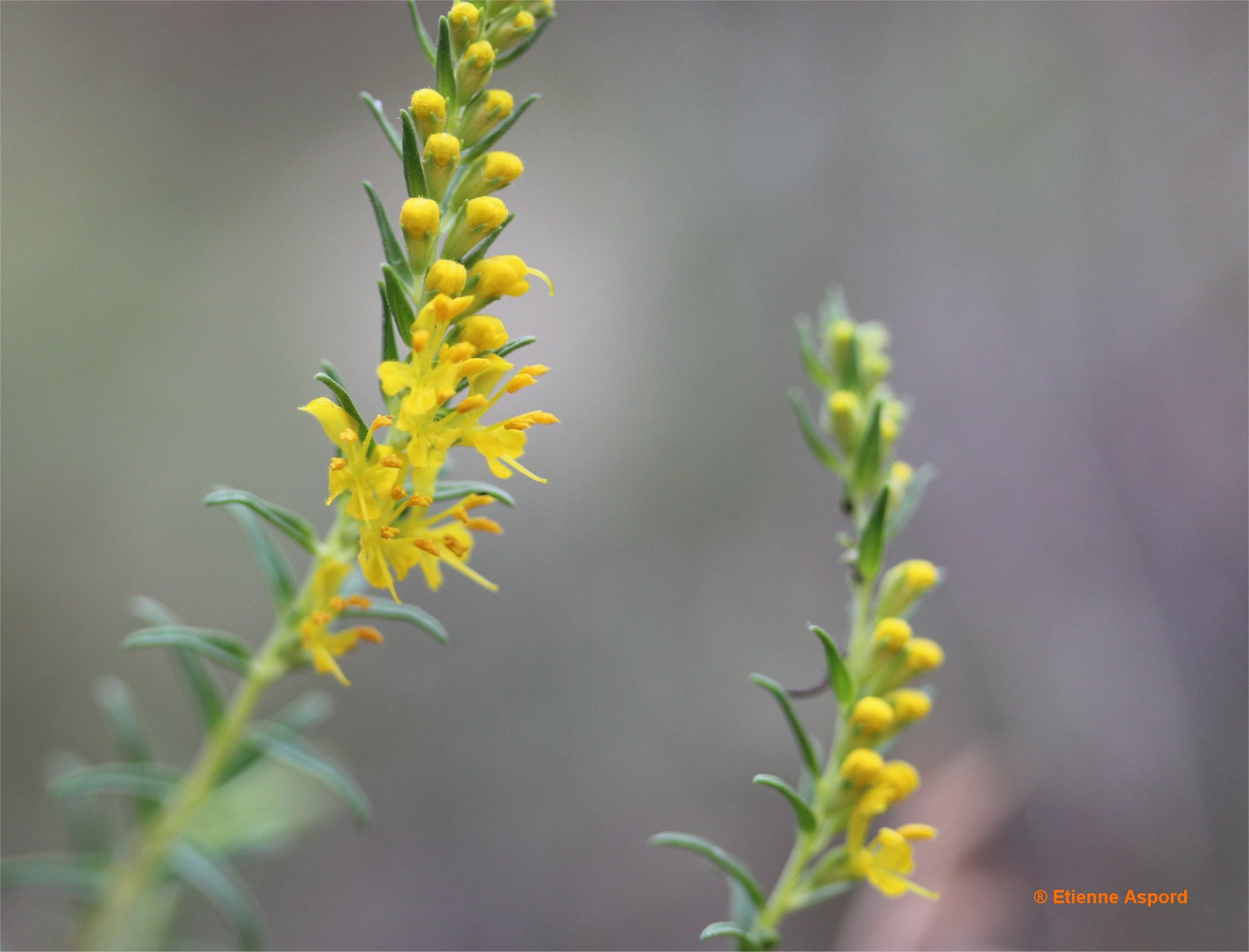 odontites lutea