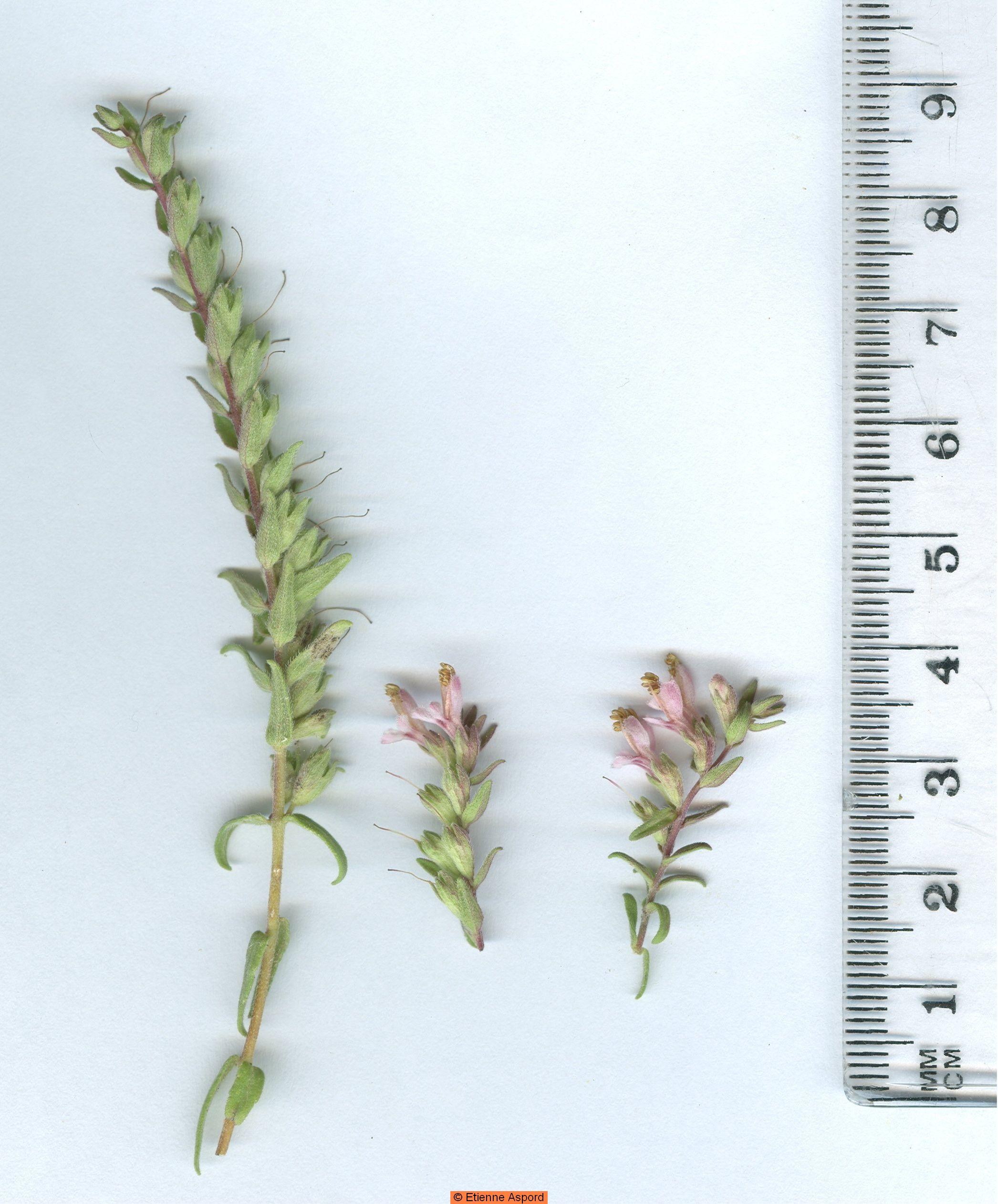 odontites vernus subsp serotinus