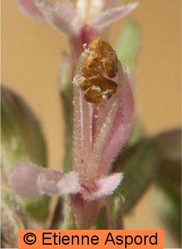odontites vernus subsp serotinus