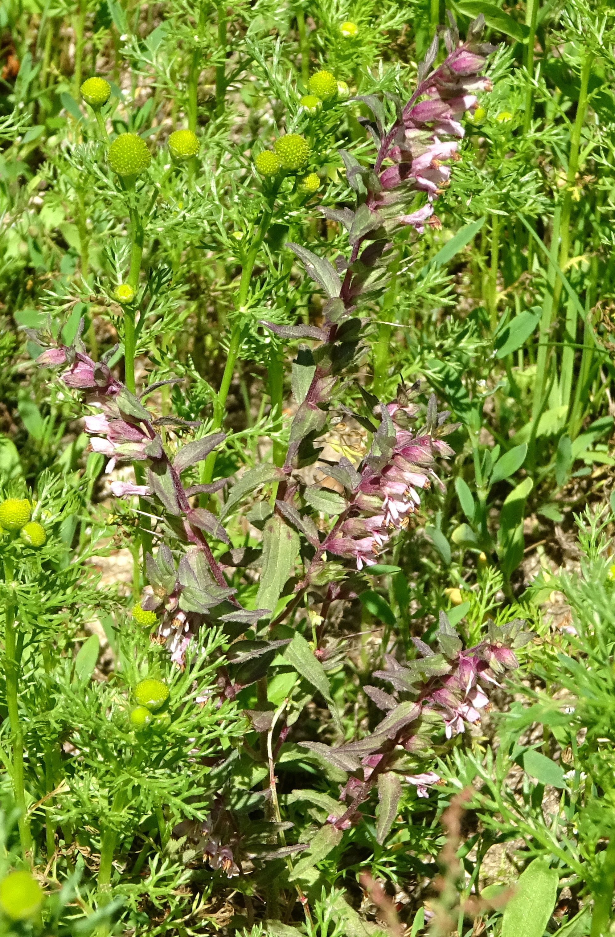 odontites vernus subsp vernus