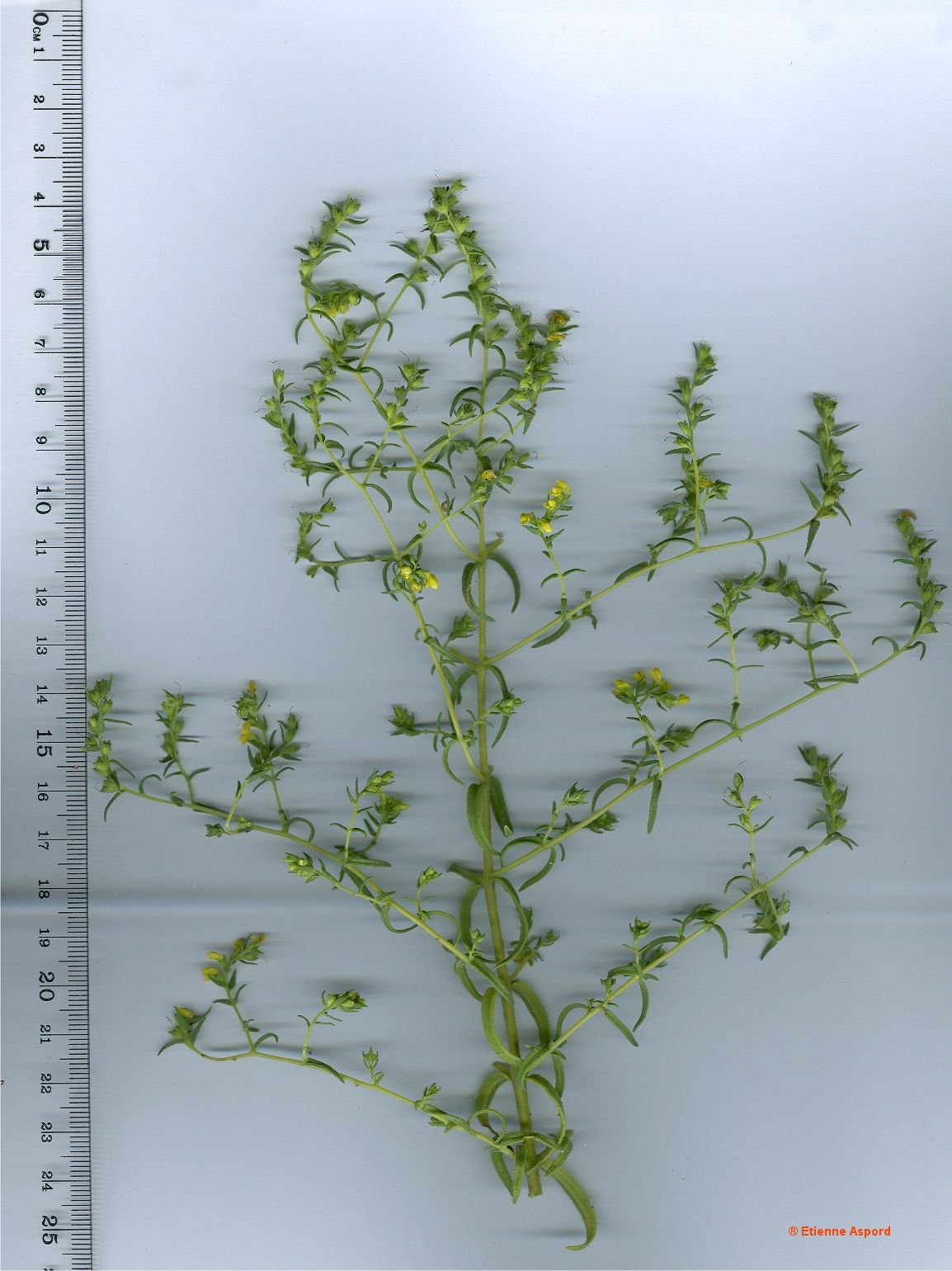 odontites viscosus