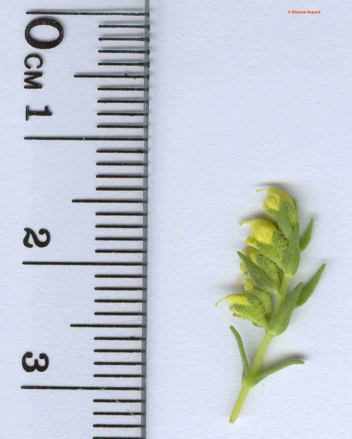odontites viscosus