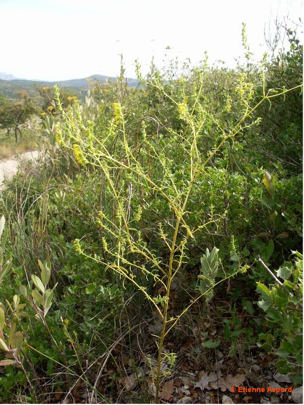 odontites viscosus