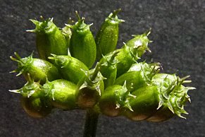 oenanthe aquatica