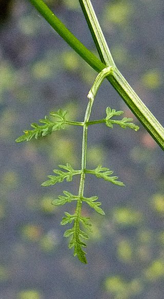 oenanthe aquatica