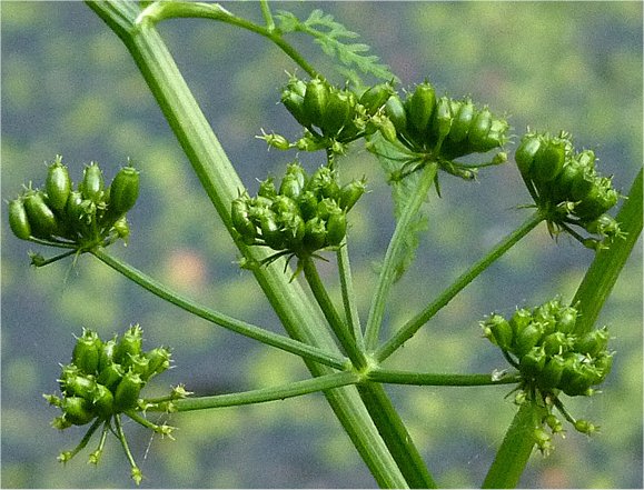 oenanthe aquatica