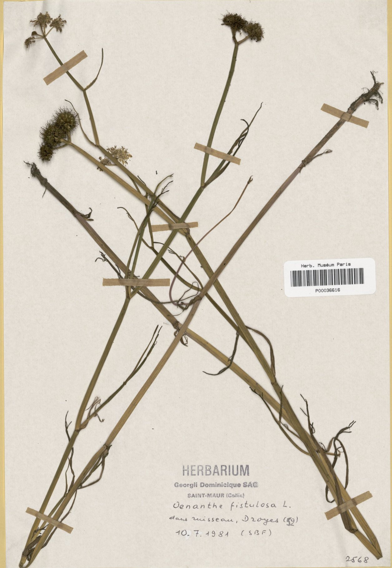 oenanthe fistulosa
