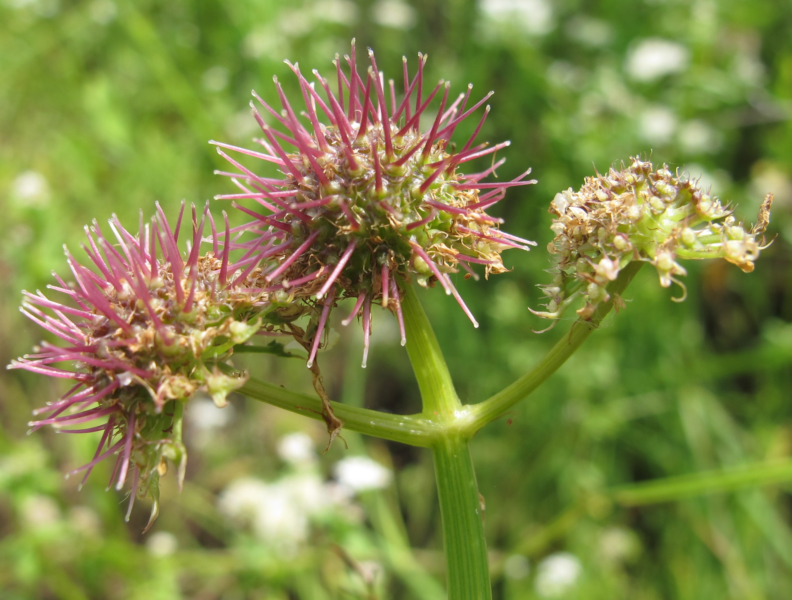oenanthe fistulosa