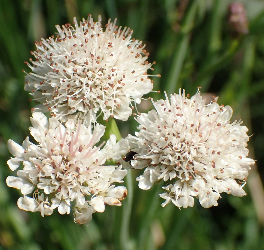 oenanthe fistulosa