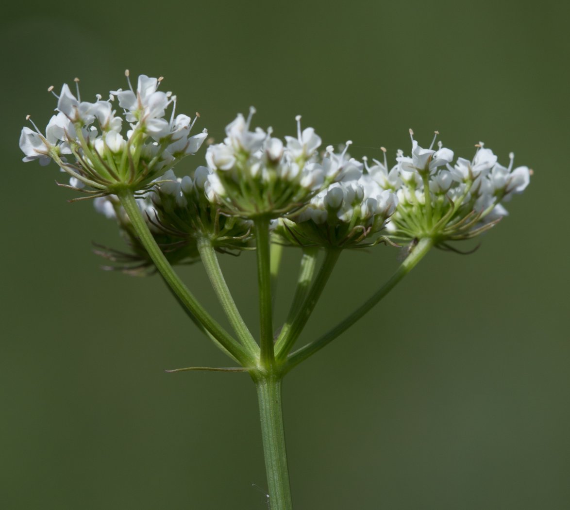 oenanthe pimpinelloides
