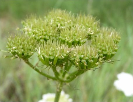 oenanthe pimpinelloides