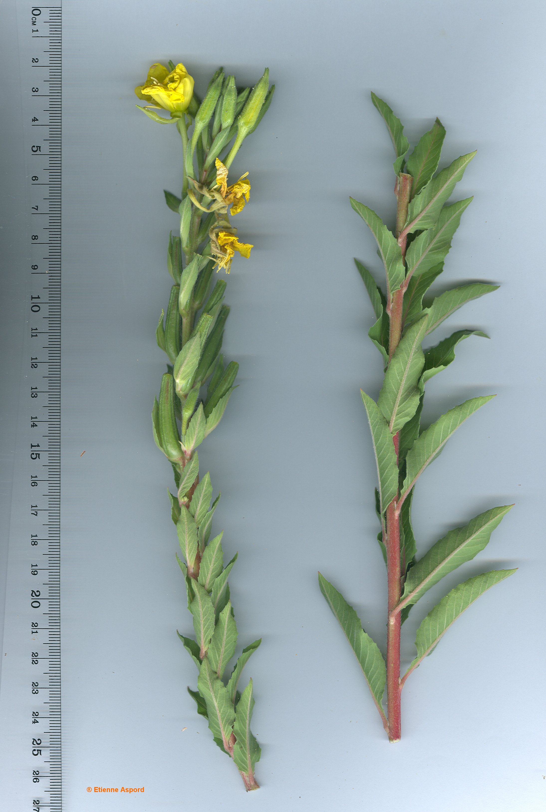 oenothera biennis