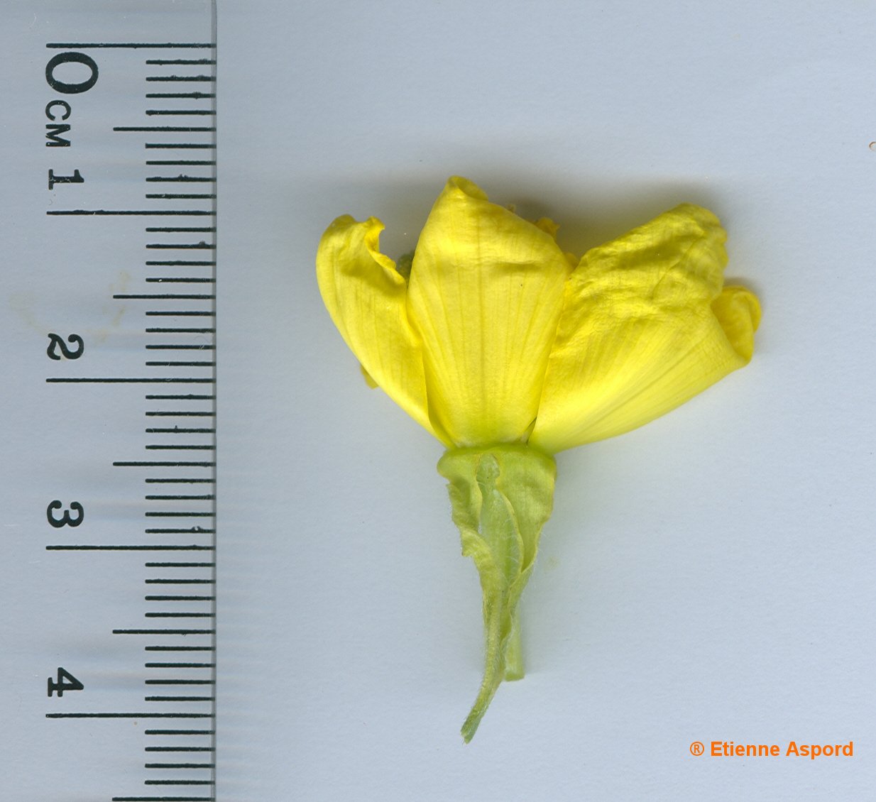 oenothera biennis
