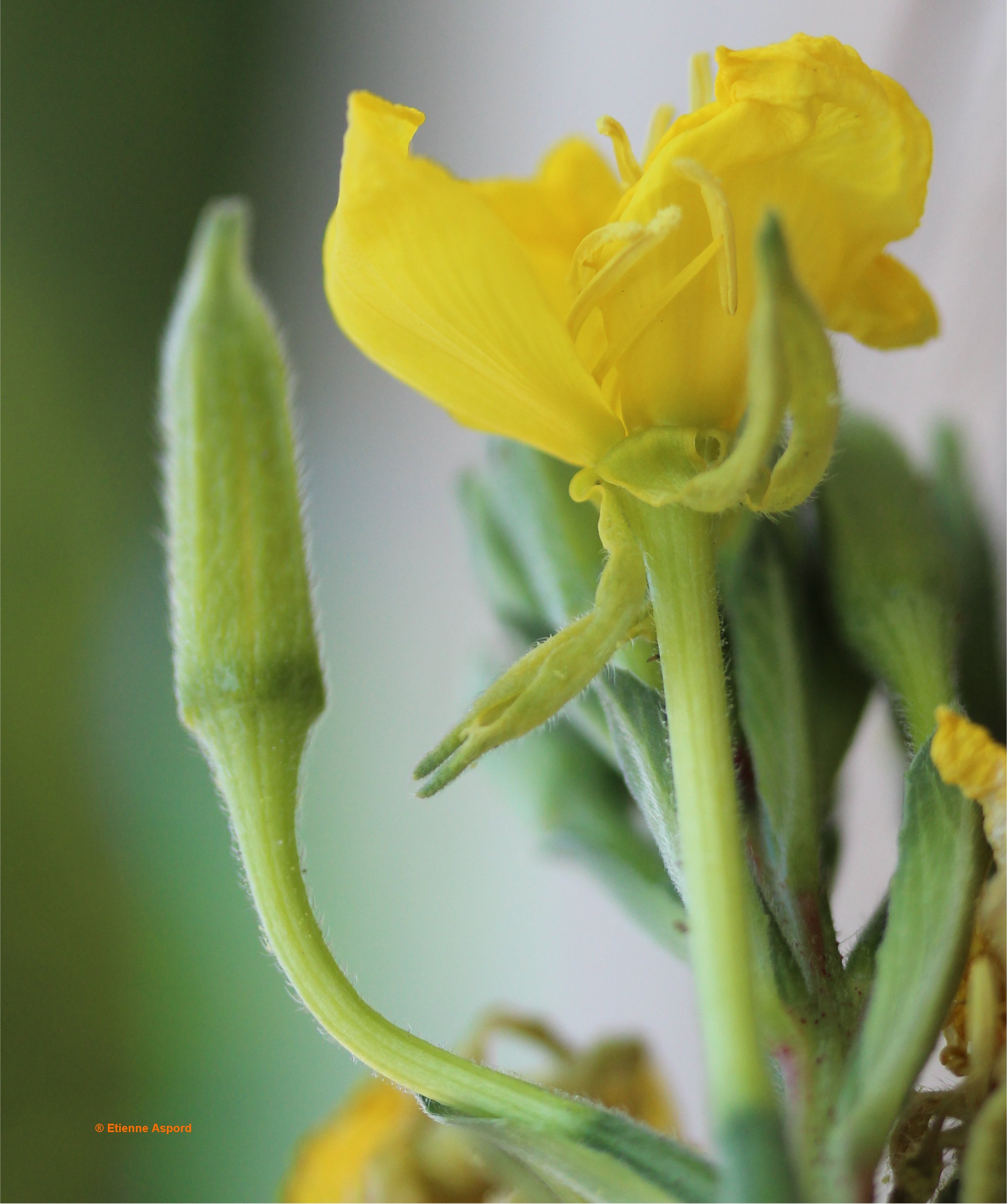oenothera biennis