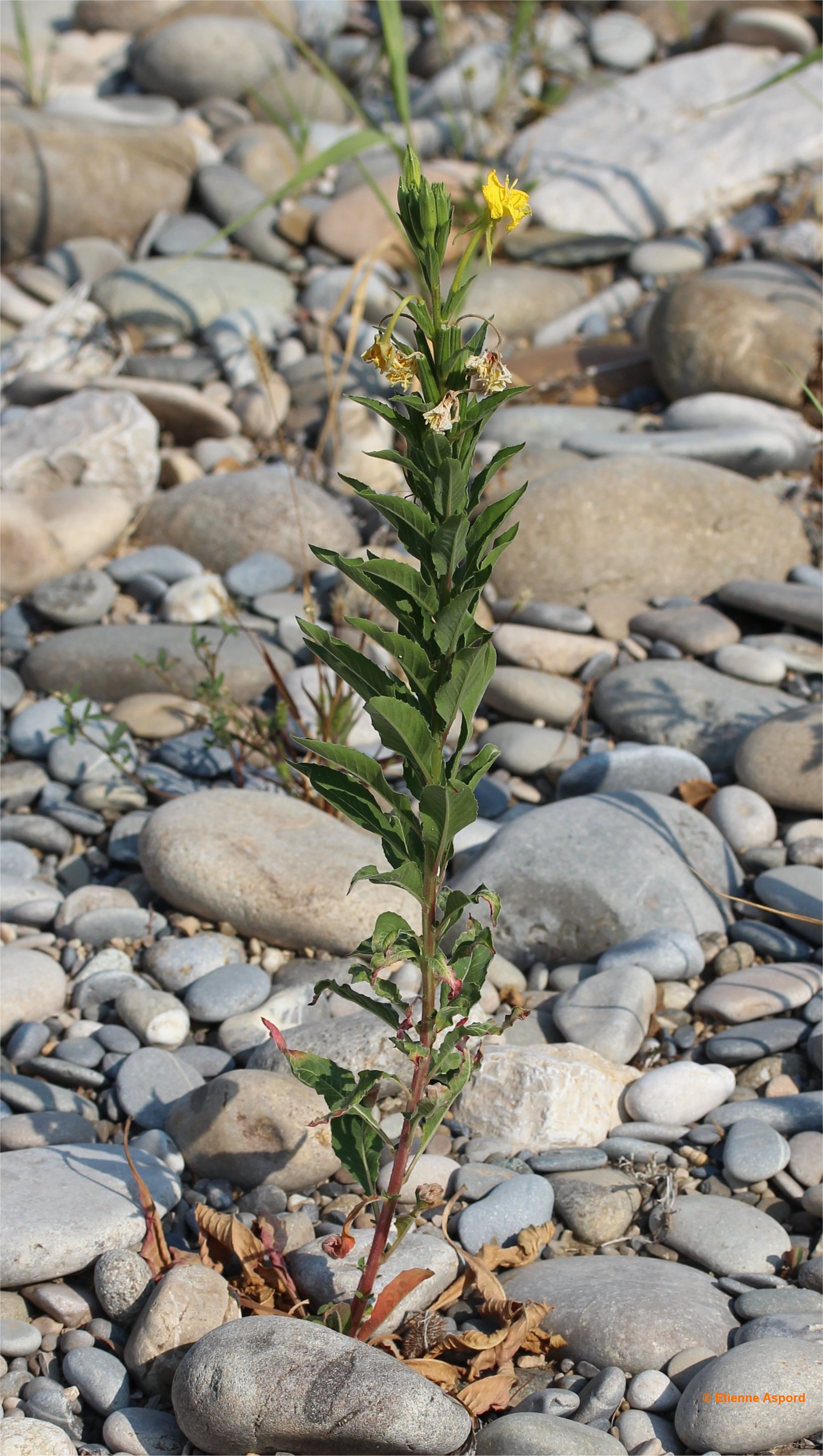 oenothera biennis