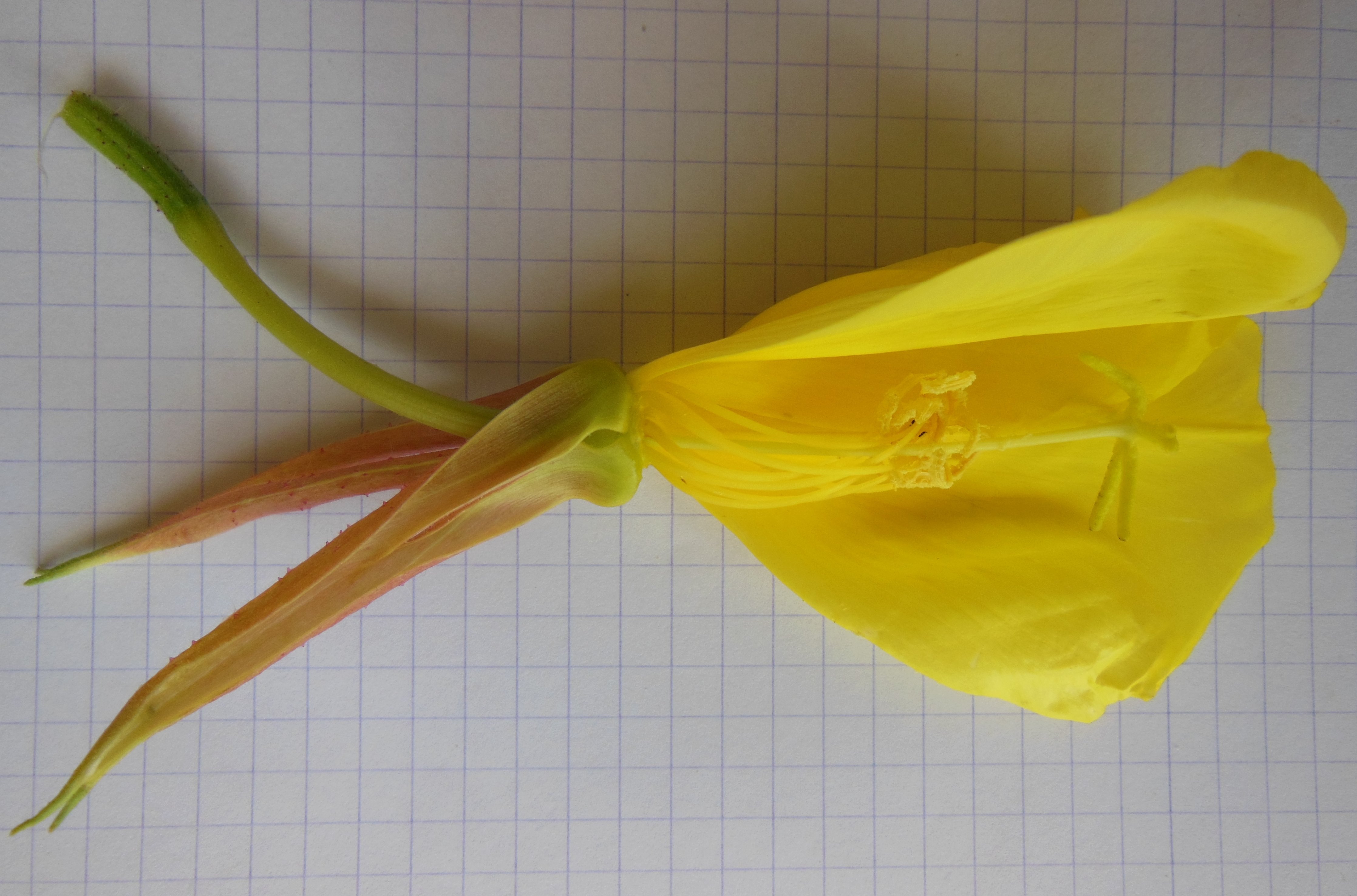 oenothera glazioviana