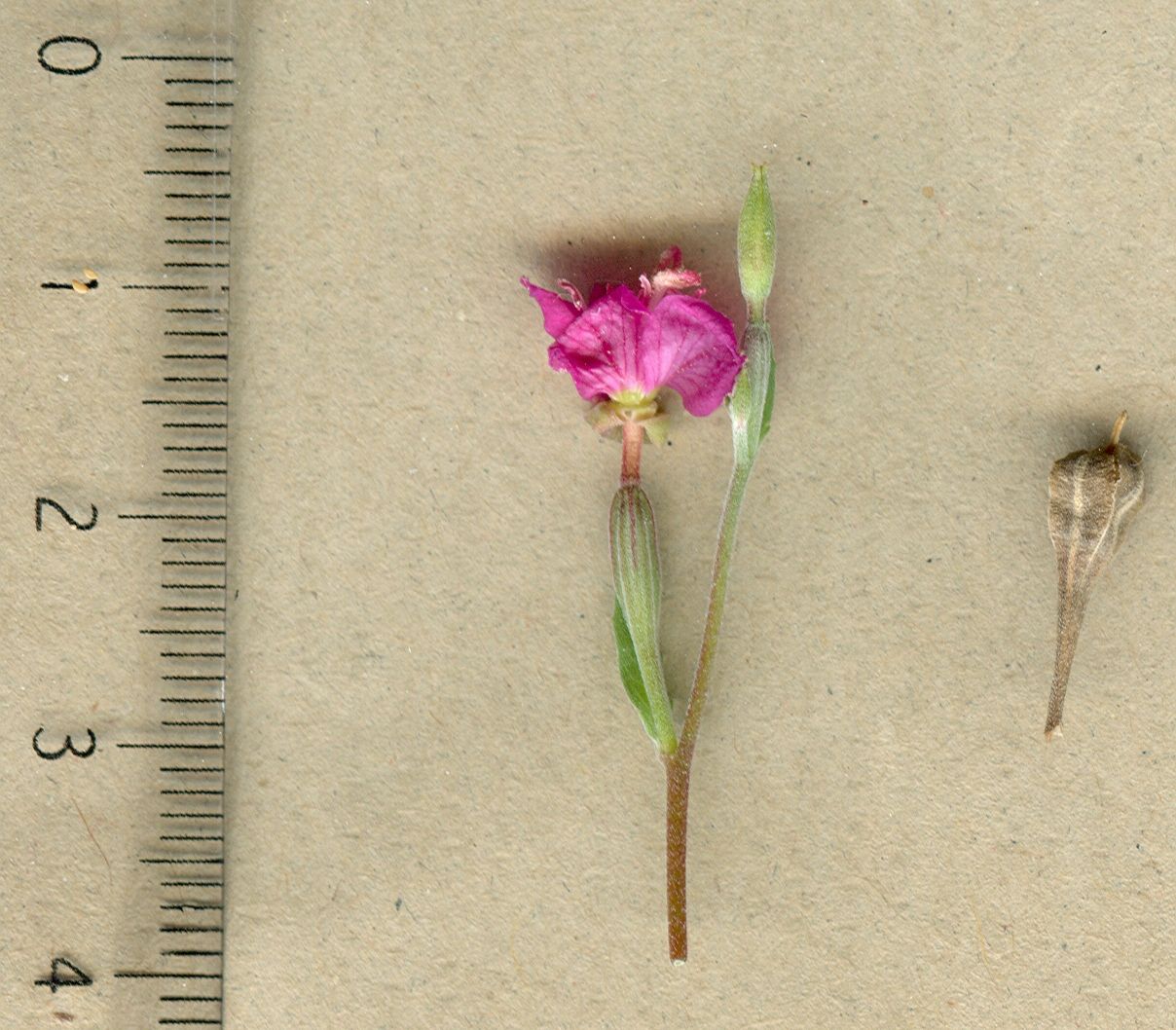 oenothera rosea