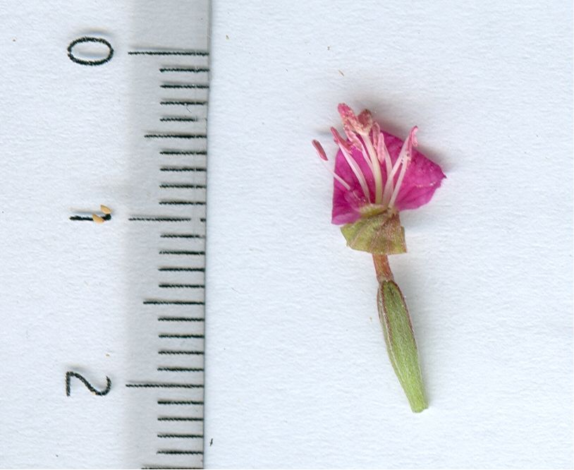 oenothera rosea