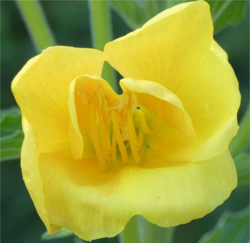 oenothera stuchii