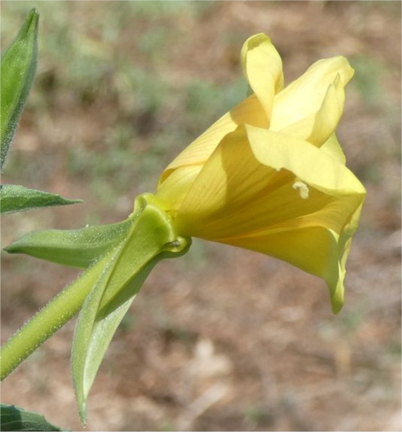 oenothera stuchii