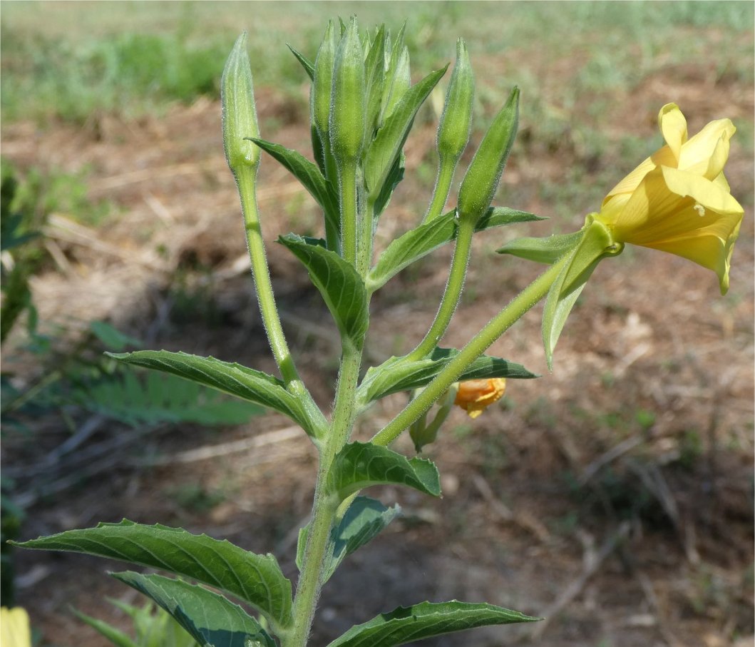 oenothera stuchii