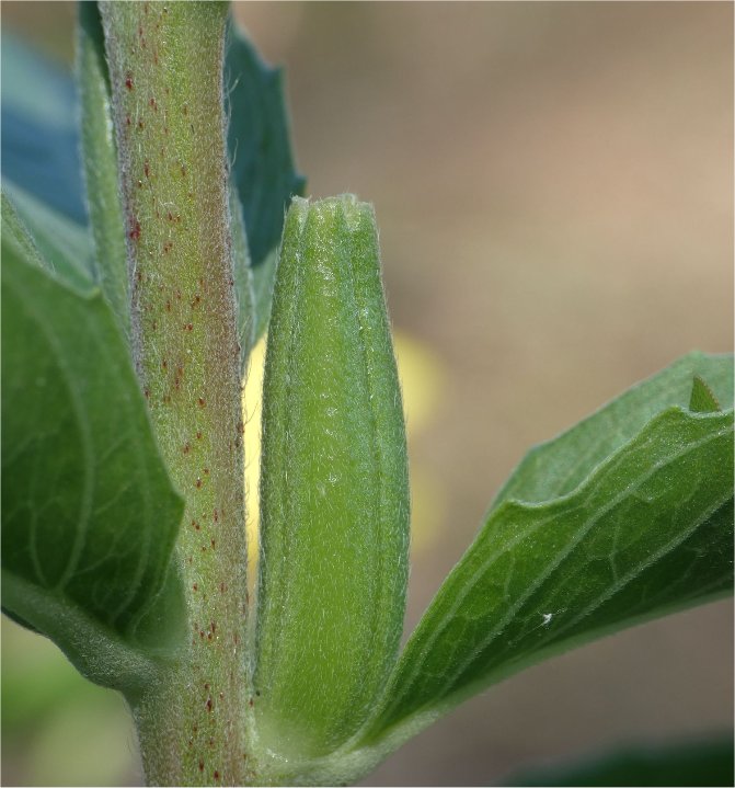 oenothera stuchii