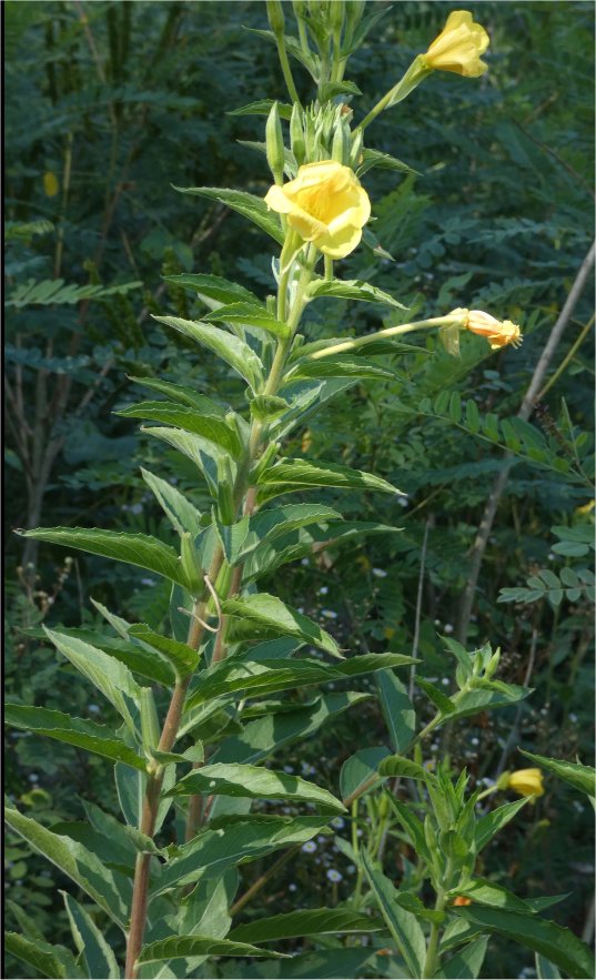 oenothera stuchii