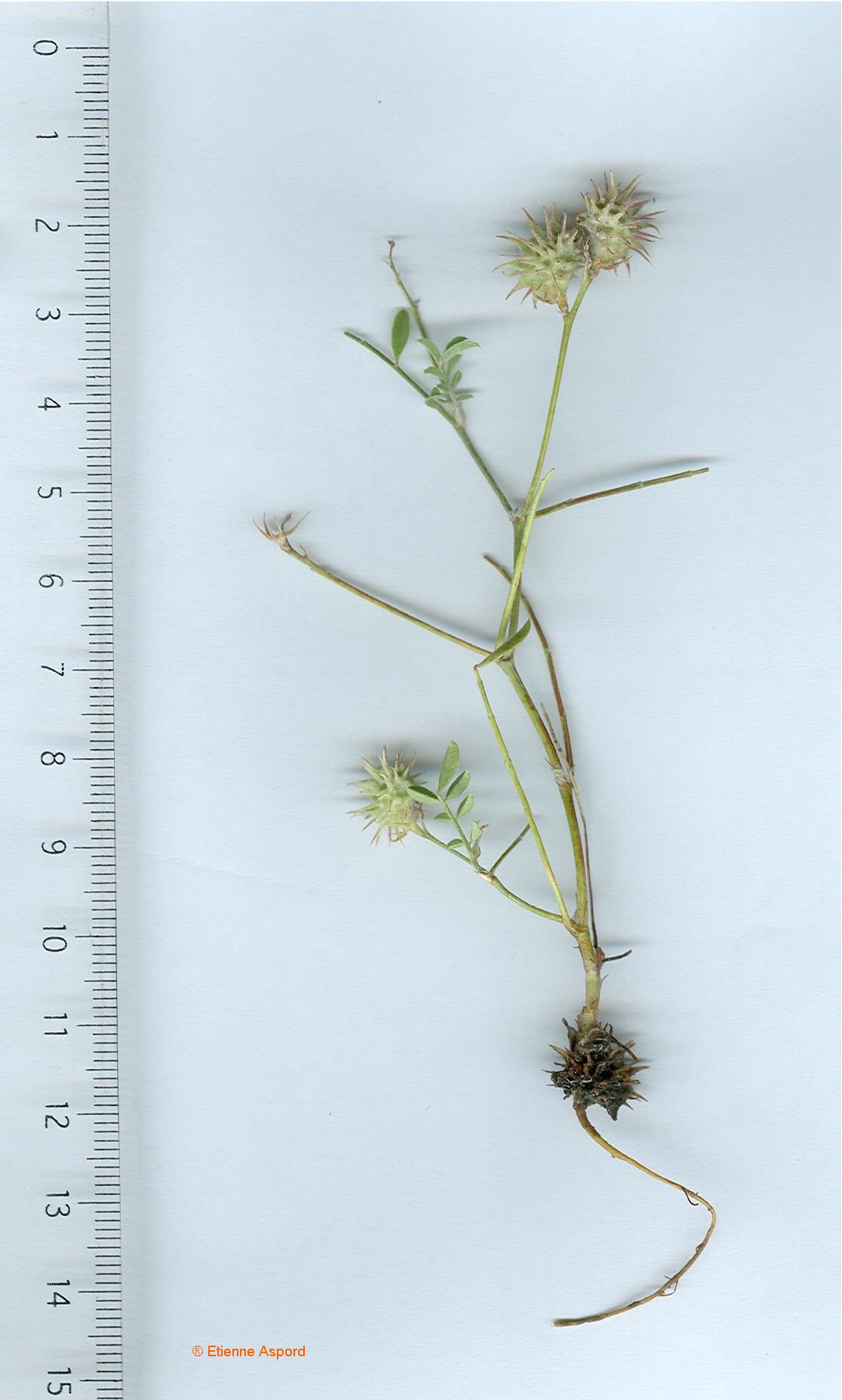 onobrychis caput galli