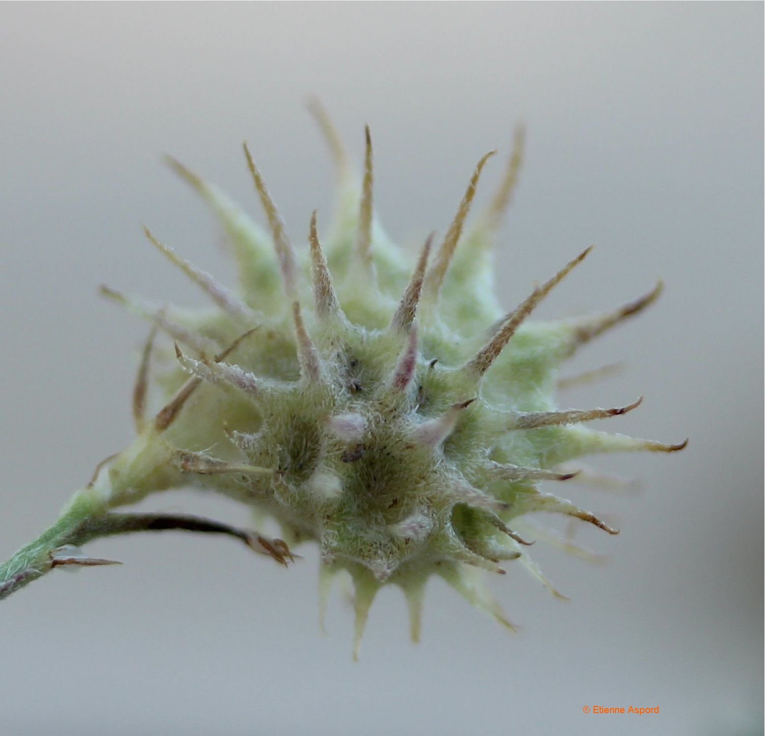 onobrychis caput galli