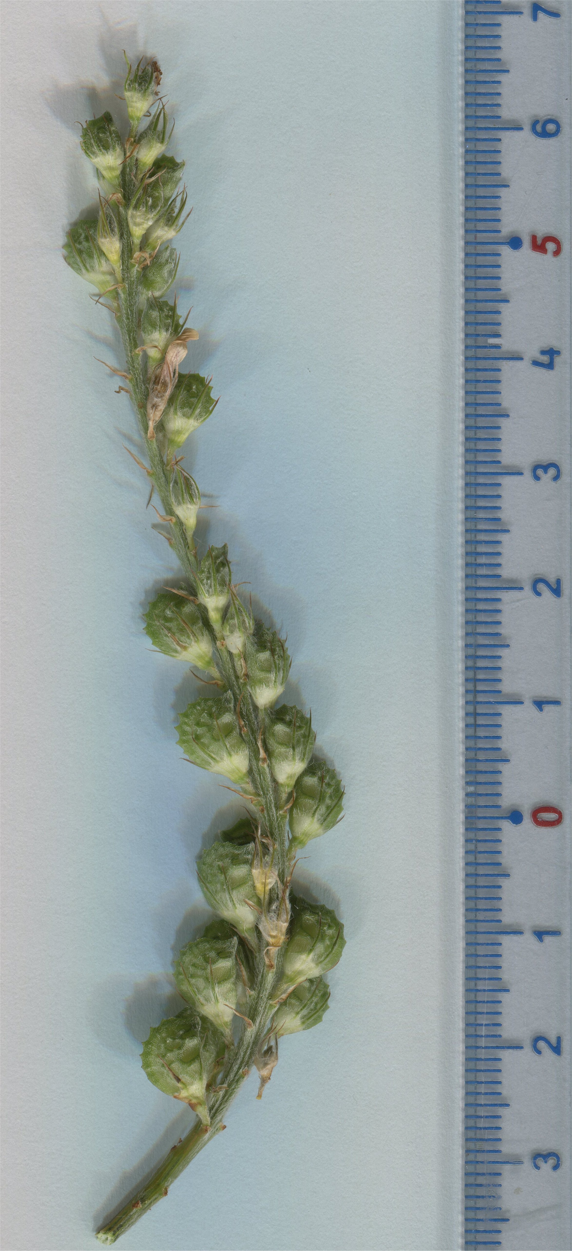 onobrychis viciifolia