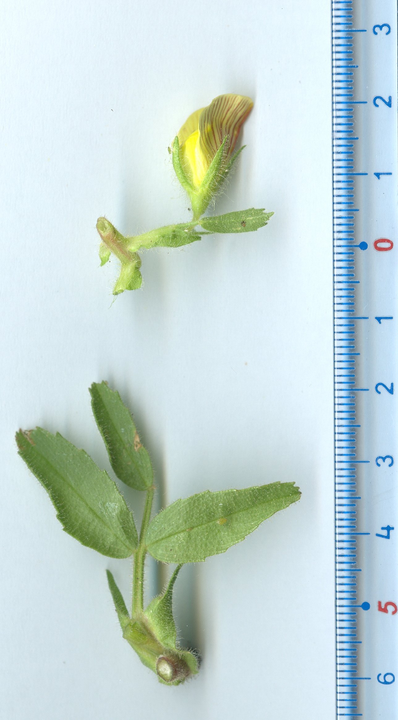 ononis natrix