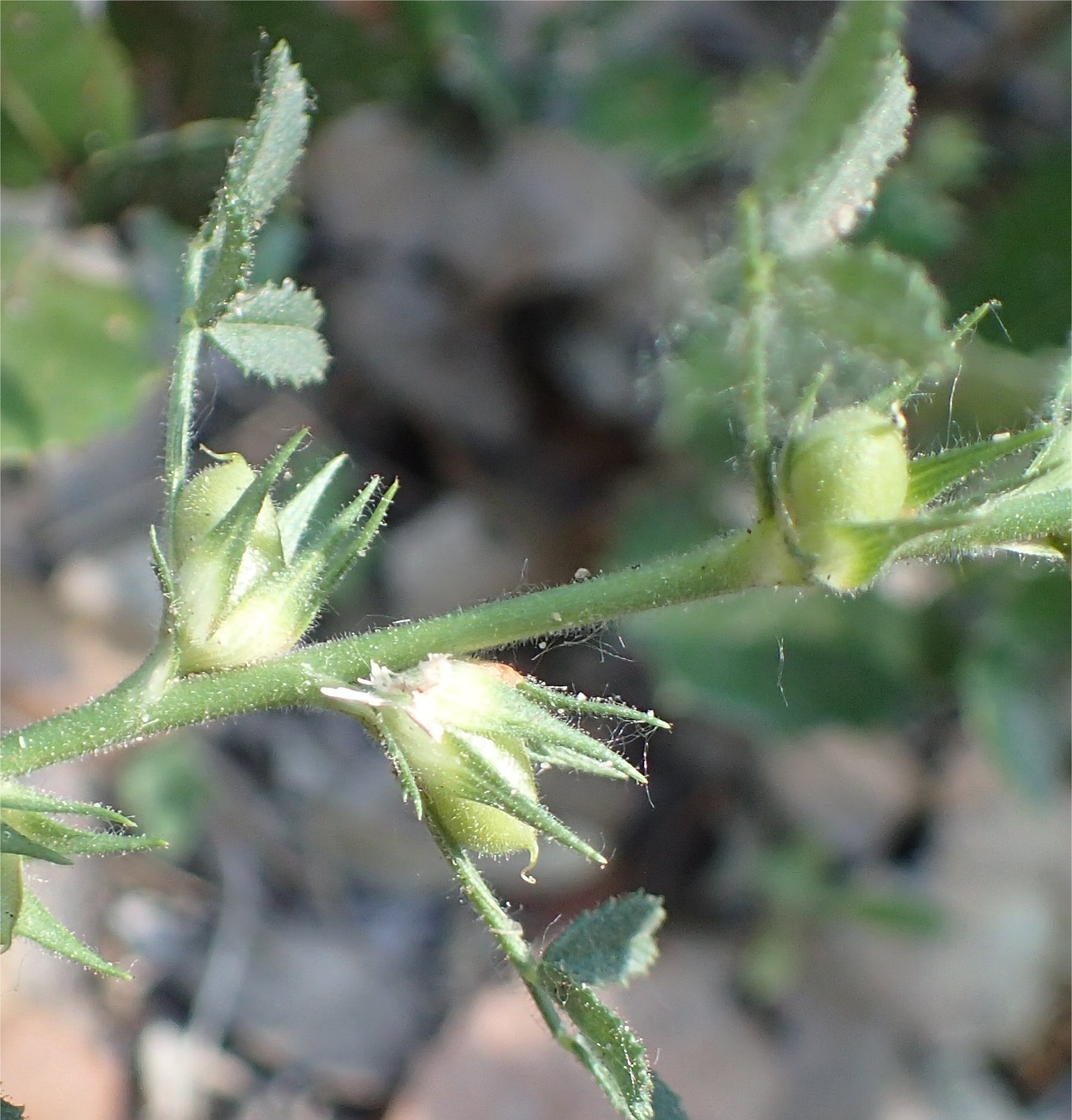 ononis pusilla