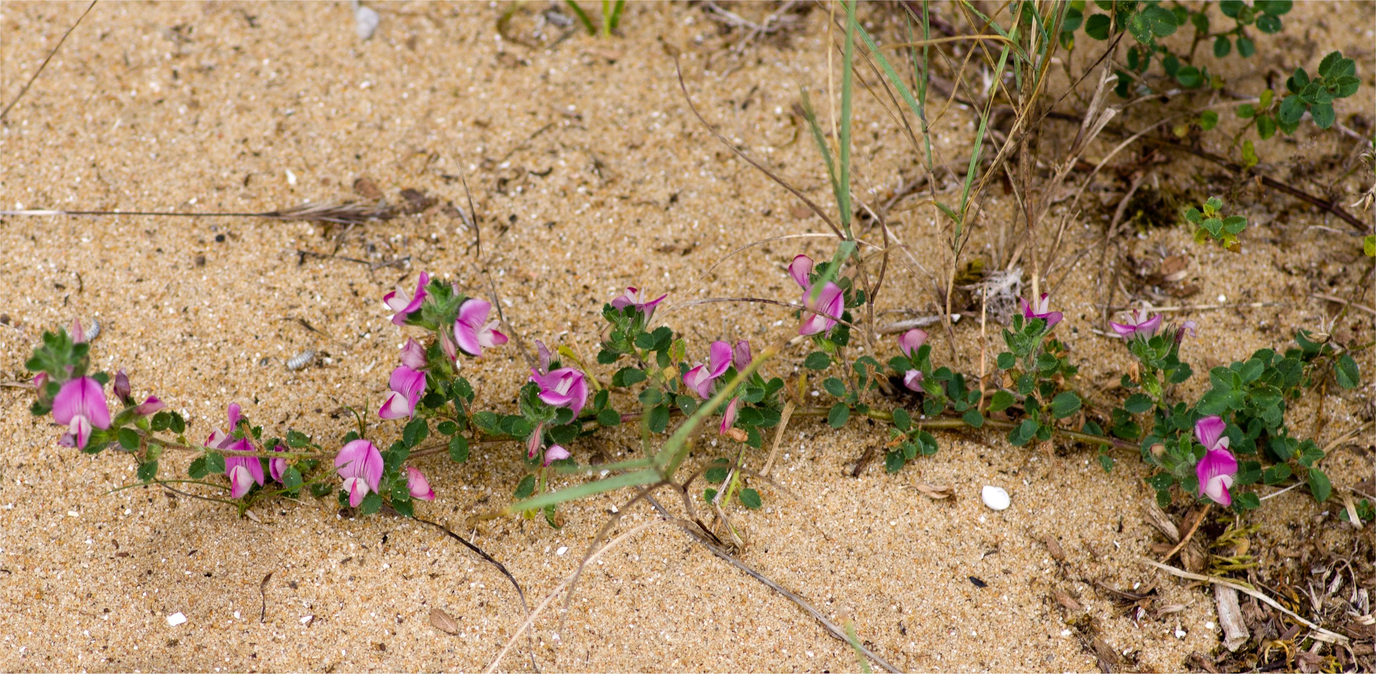 ononis spinosa subsp procurrens