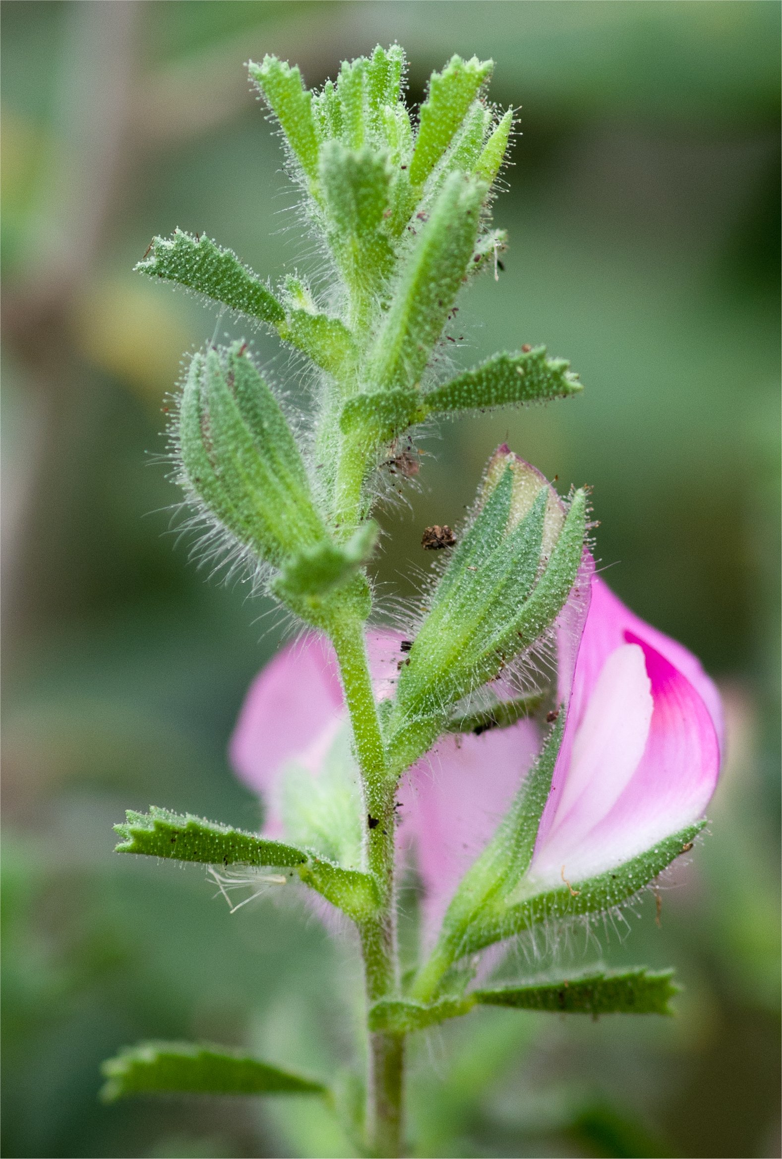 ononis spinosa subsp procurrens