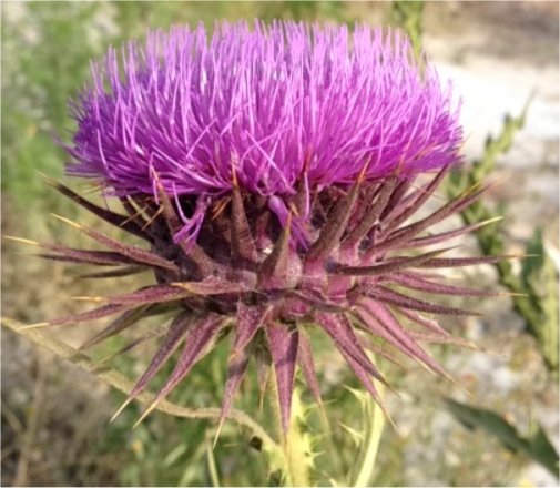 onopordon virens