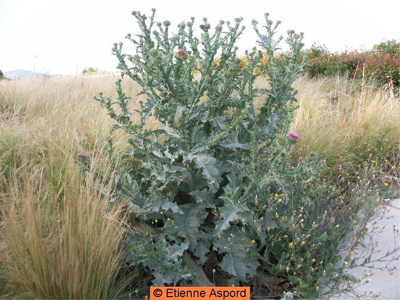 onopordum acanthium