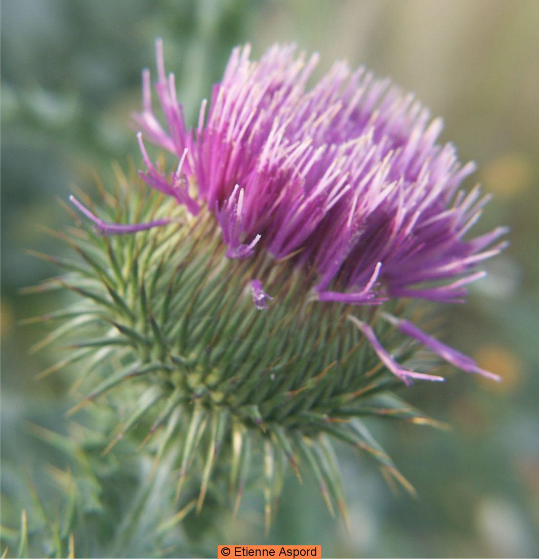 onopordum acanthium