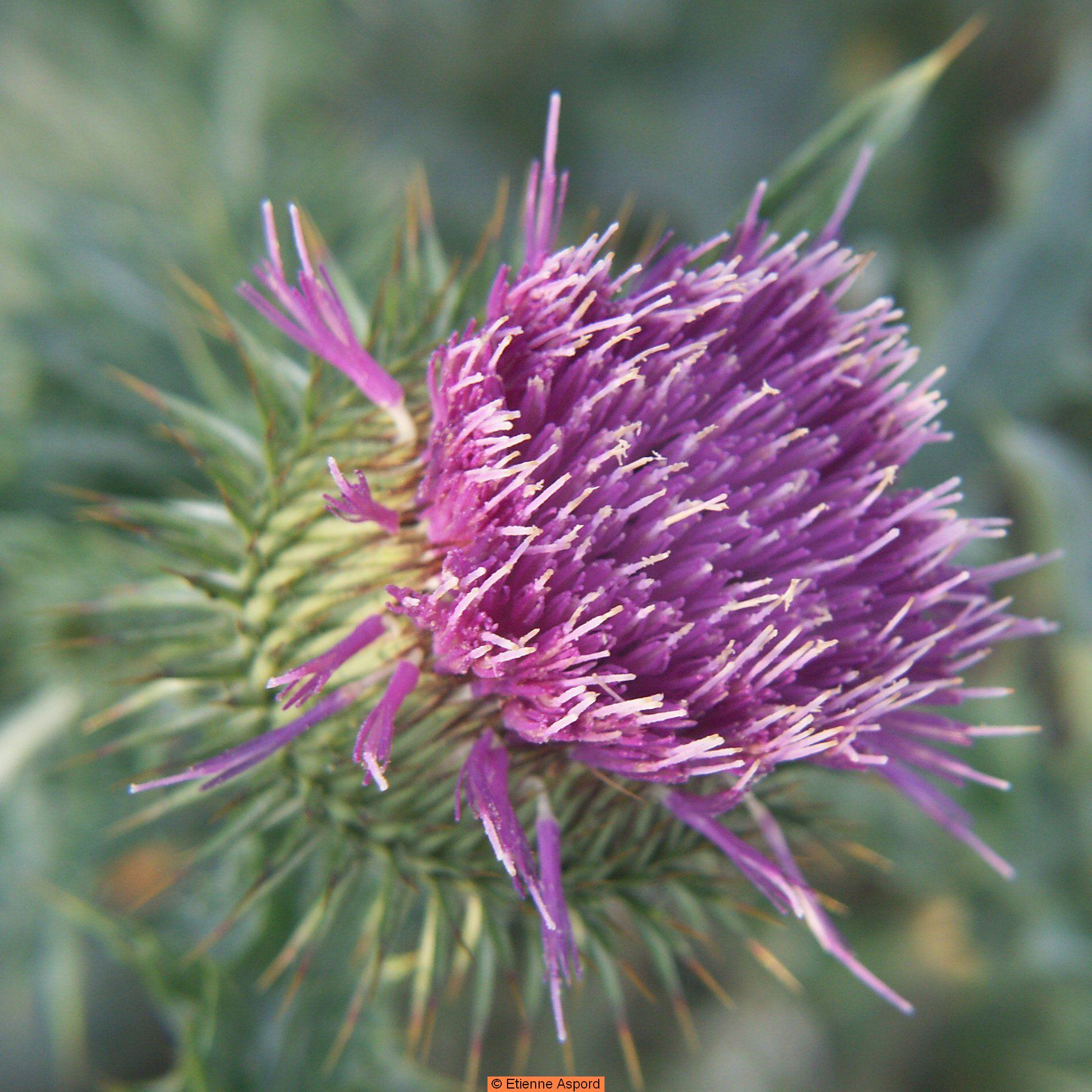 onopordum acanthium