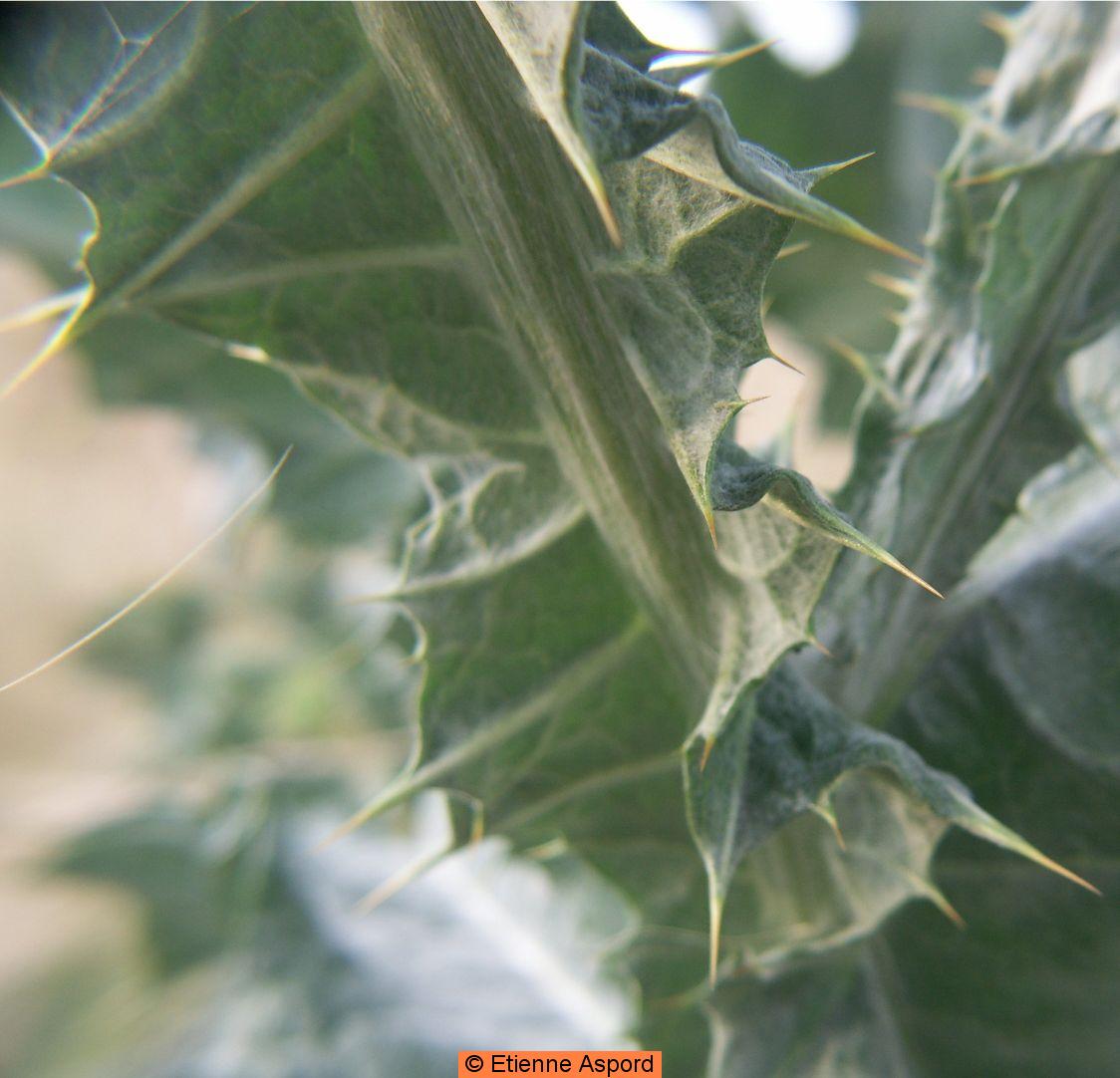 onopordum acanthium