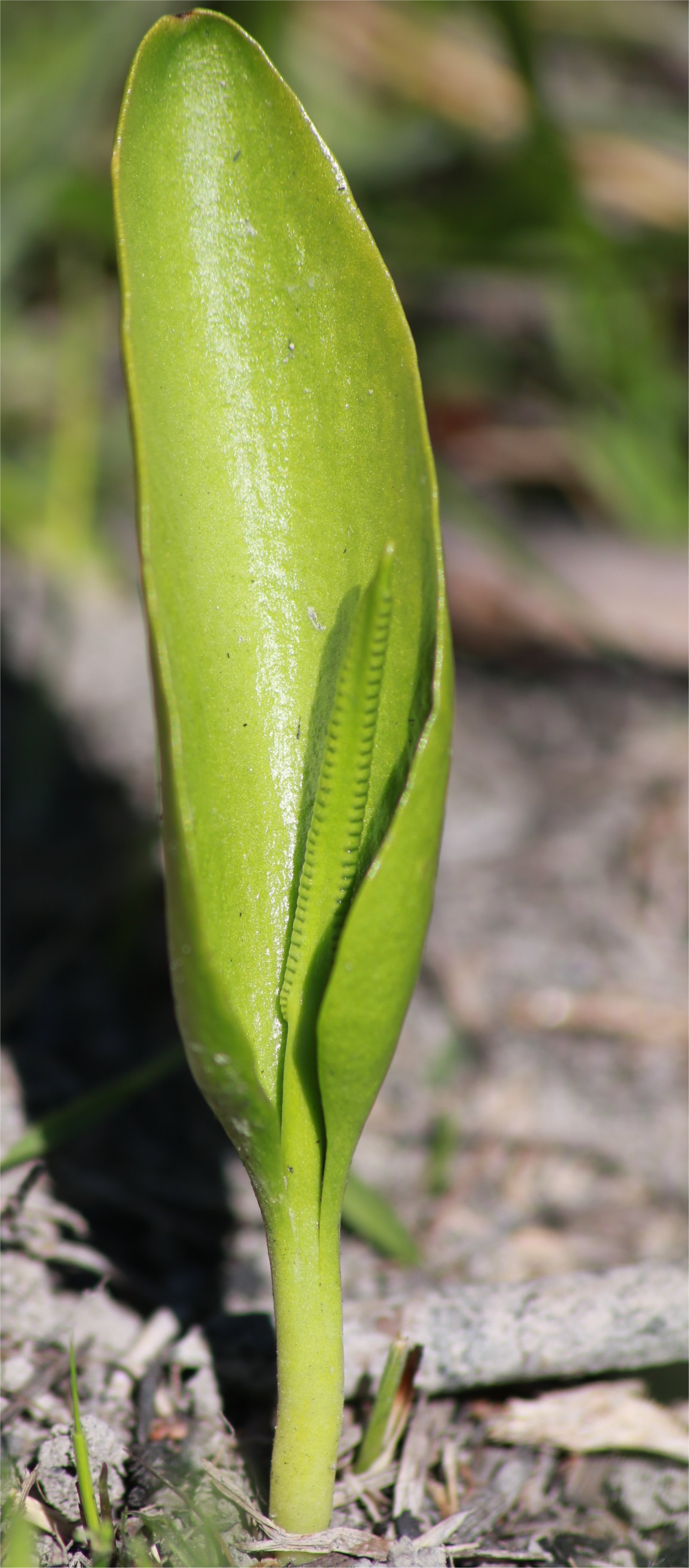 Ophioglossum vulgatum