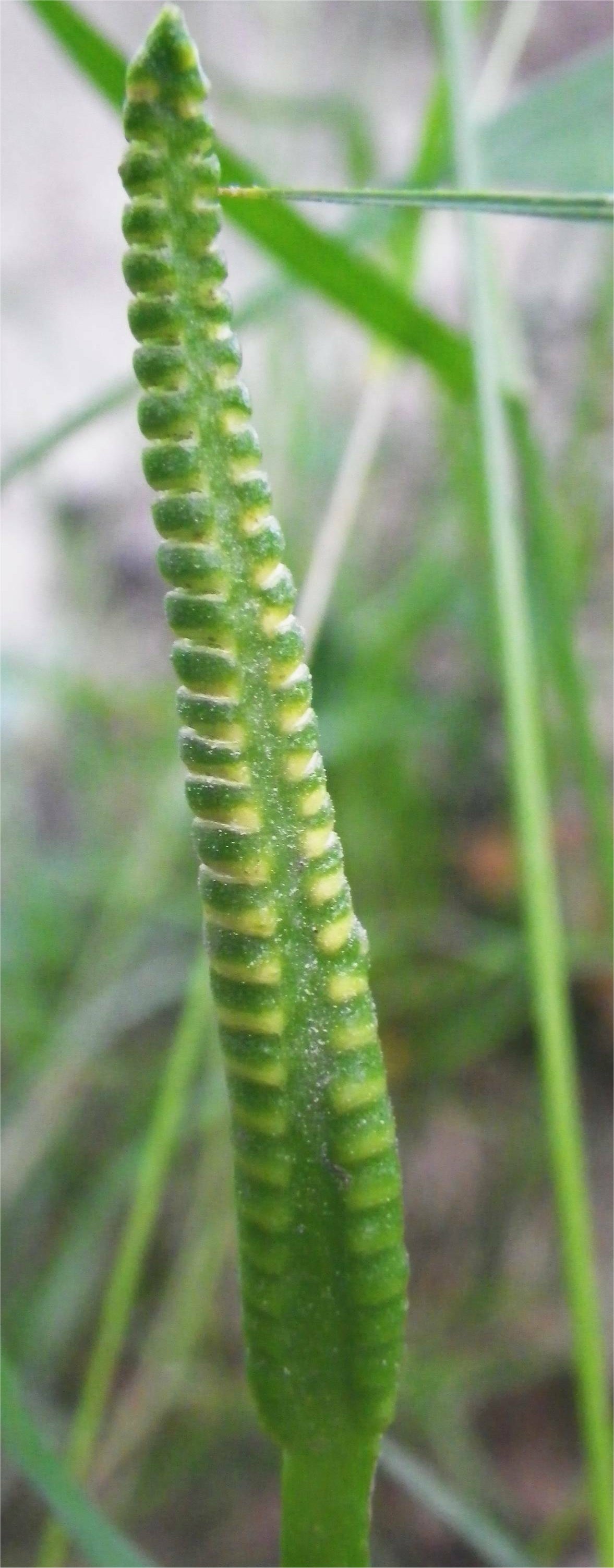 Ophioglossum vulgatum