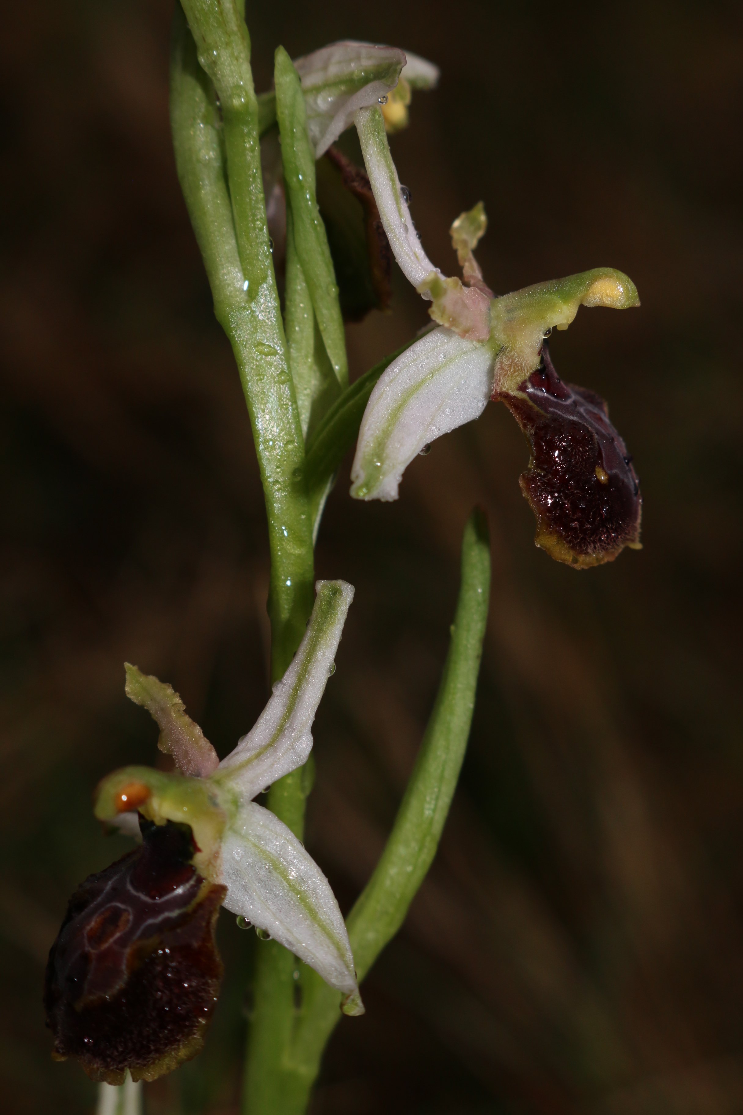 ophrys exalta