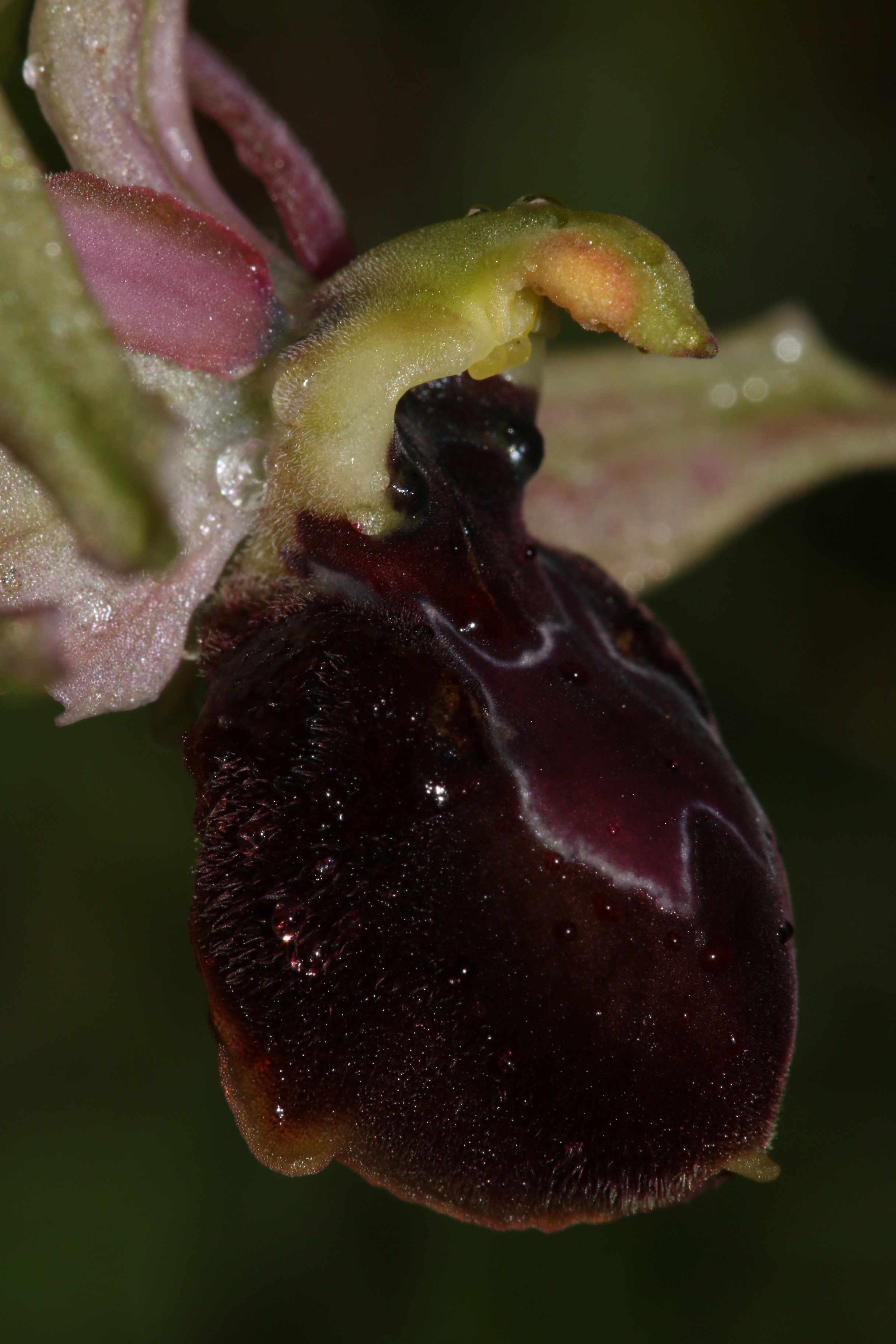 ophrys exalta