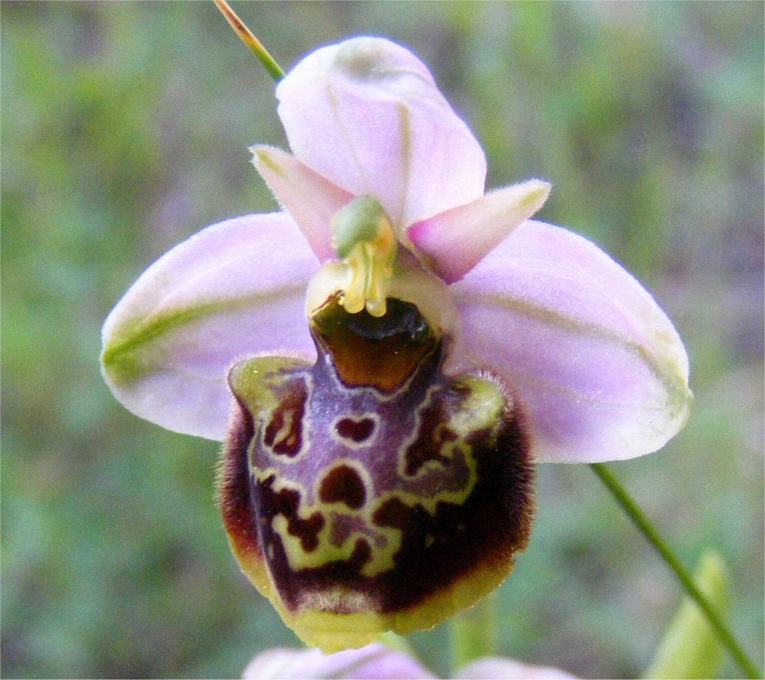 ophrys fuciflora