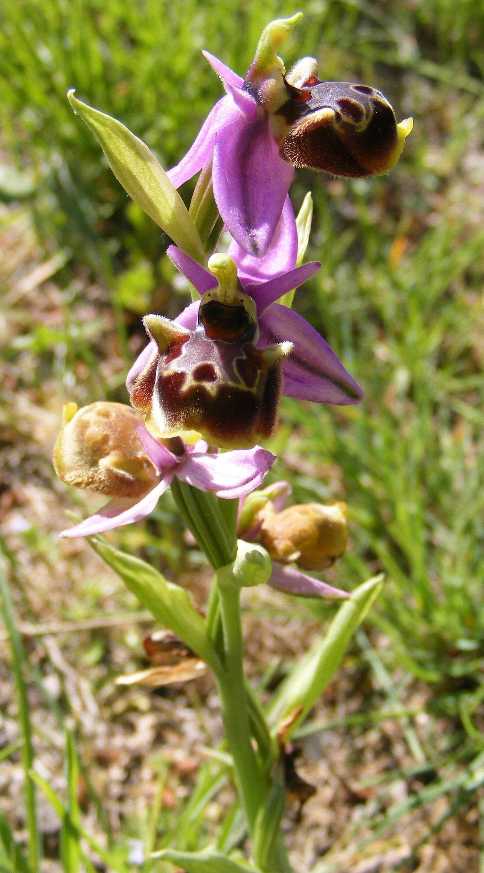 ophrys fuciflora
