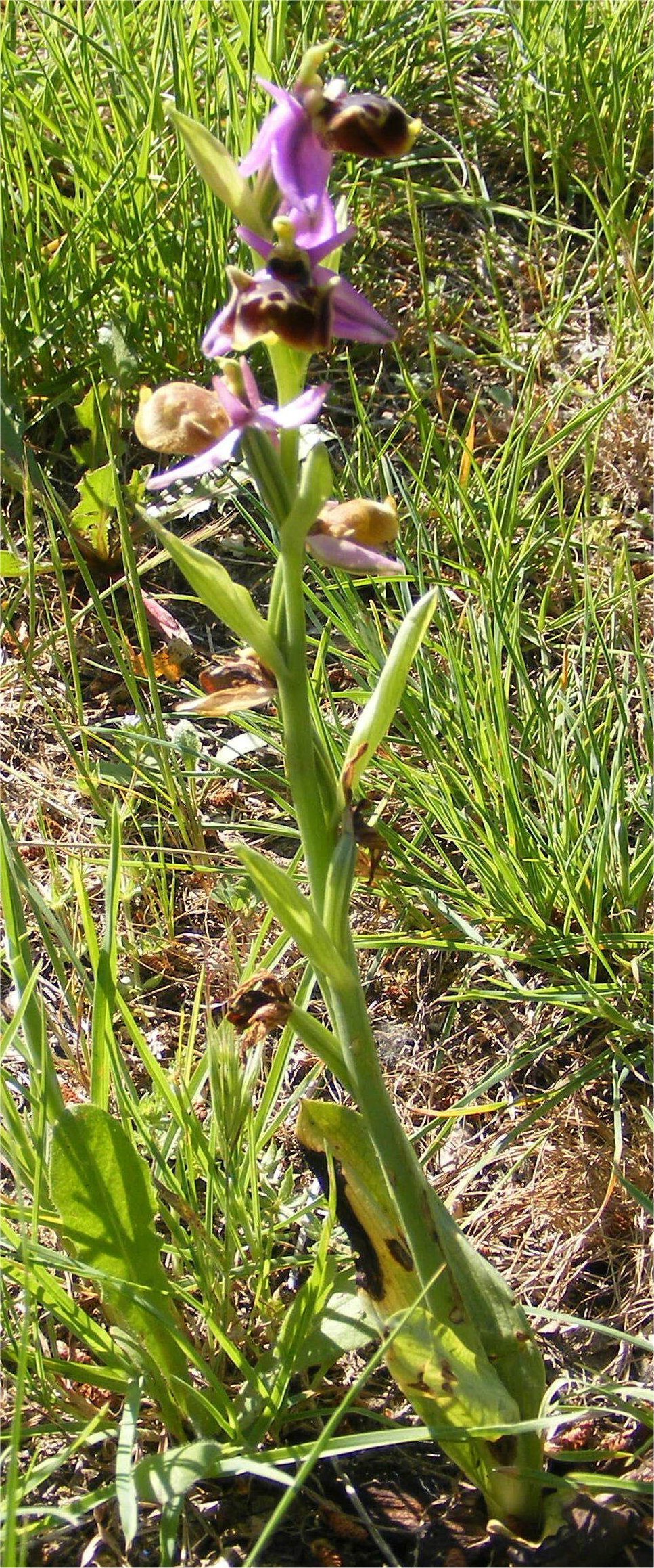 ophrys fuciflora