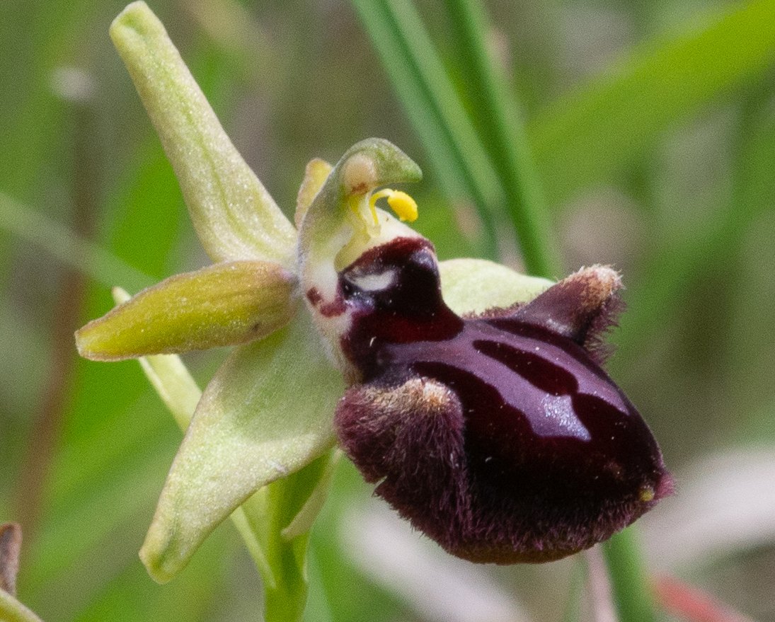 ophrys incubacea