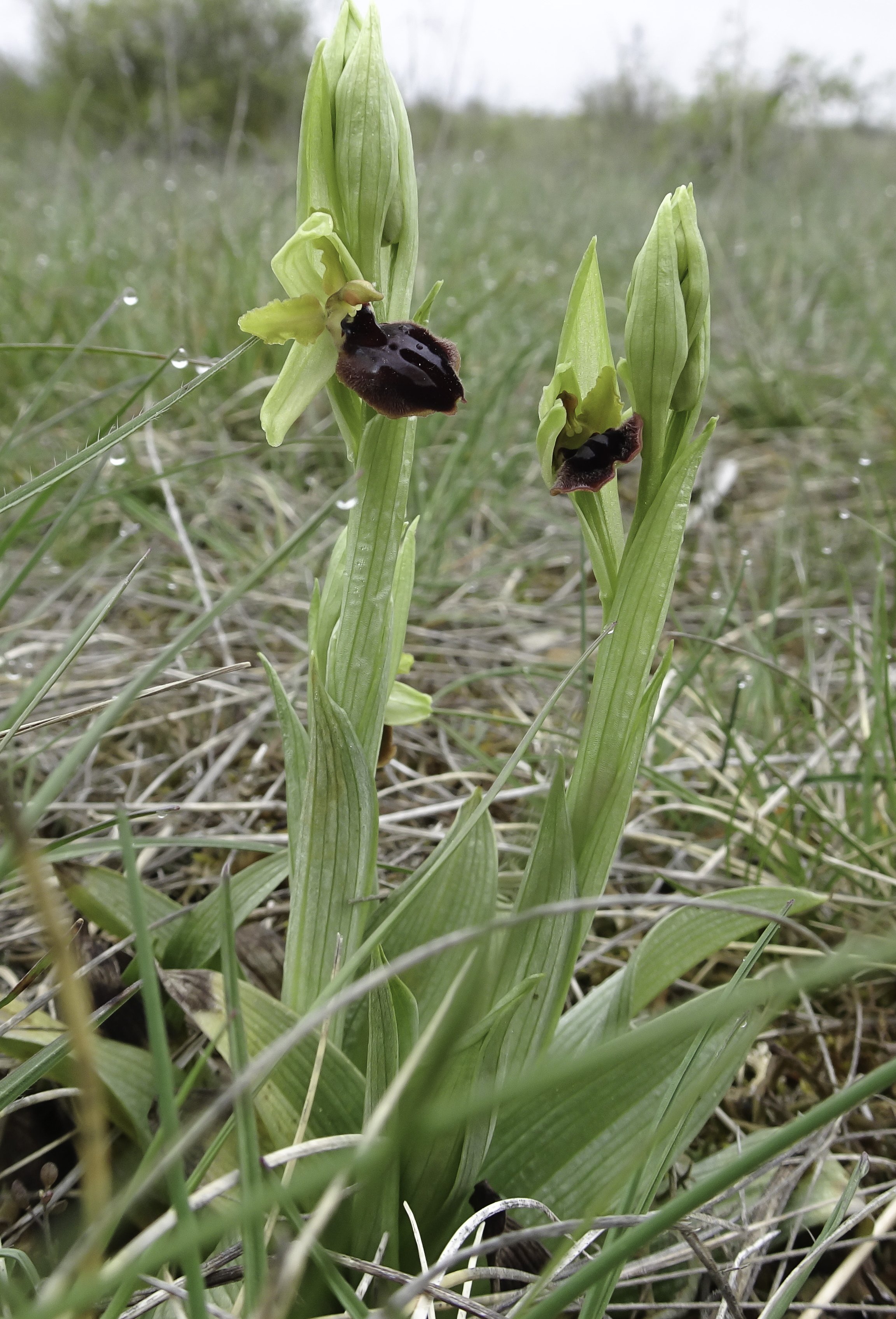 ophrys incubacea